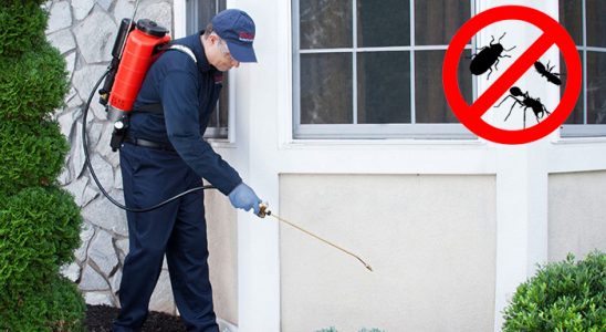 Göynük Fare İlaçlama böcek ilaçlama ve haşere kontrolü — ilaclama-tr.com